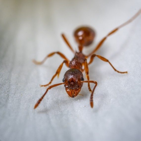 Field Ants, Pest Control in Dalston, E8. Call Now! 020 8166 9746