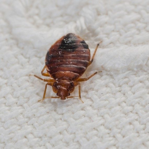 Bed Bugs, Pest Control in Dalston, E8. Call Now! 020 8166 9746