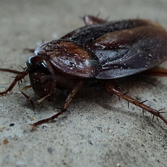 Cockroaches, Pest Control in Dalston, E8. Call Now! 020 8166 9746