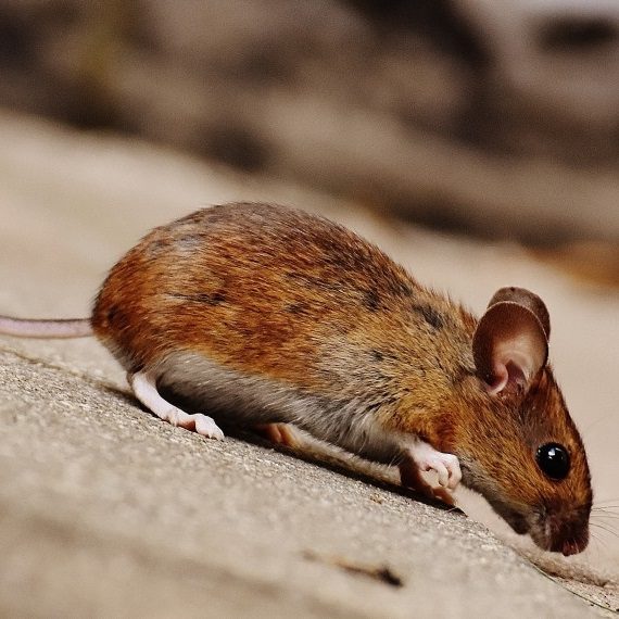 Mice, Pest Control in Dalston, E8. Call Now! 020 8166 9746