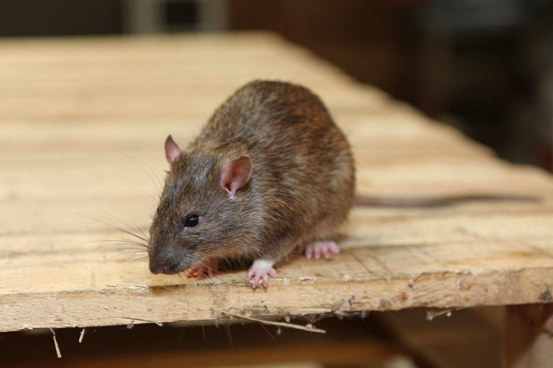 Rat Infestation, Pest Control in Dalston, E8. Call Now 020 8166 9746