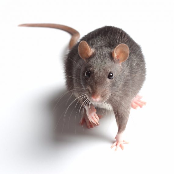Rats, Pest Control in Dalston, E8. Call Now! 020 8166 9746