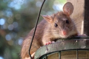 Rat Control, Pest Control in Dalston, E8. Call Now 020 8166 9746