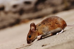 Mouse extermination, Pest Control in Dalston, E8. Call Now 020 8166 9746