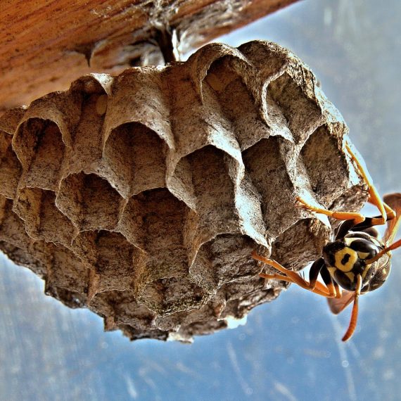 Wasps Nest, Pest Control in Dalston, E8. Call Now! 020 8166 9746