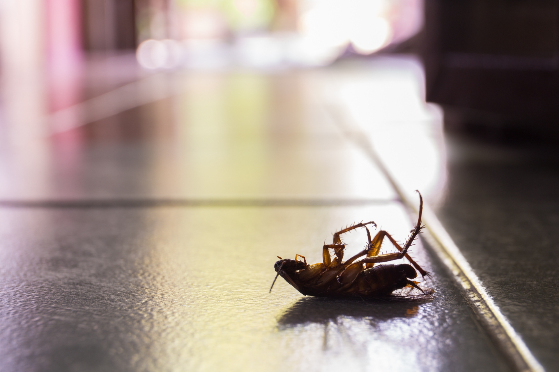 Cockroach Control, Pest Control in Dalston, E8. Call Now 020 8166 9746
