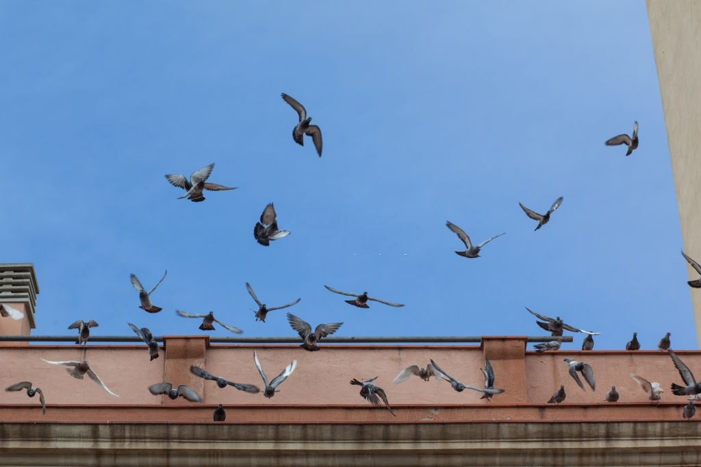 Pigeon Pest, Pest Control in Dalston, E8. Call Now 020 8166 9746