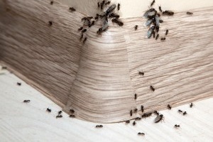 Ant Control, Pest Control in Dalston, E8. Call Now 020 8166 9746