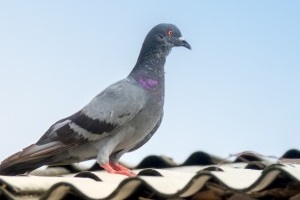Pigeon Control, Pest Control in Dalston, E8. Call Now 020 8166 9746